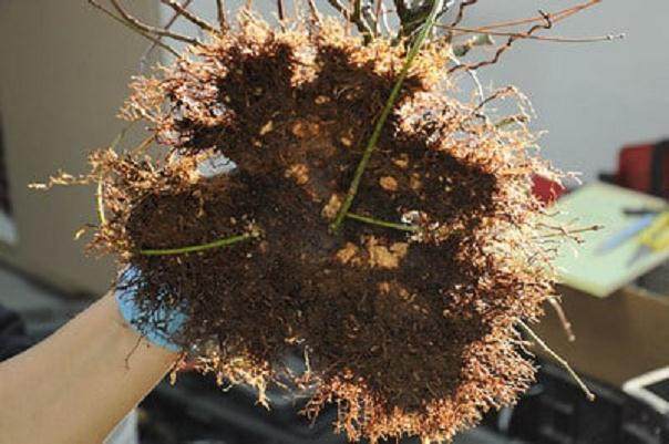 图解 日本枫树盆景怎么翻盘的14个过程