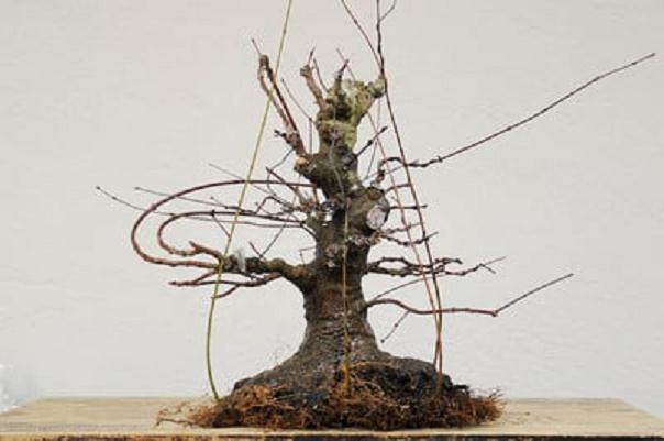 图解 日本枫树盆景怎么翻盘的14个过程