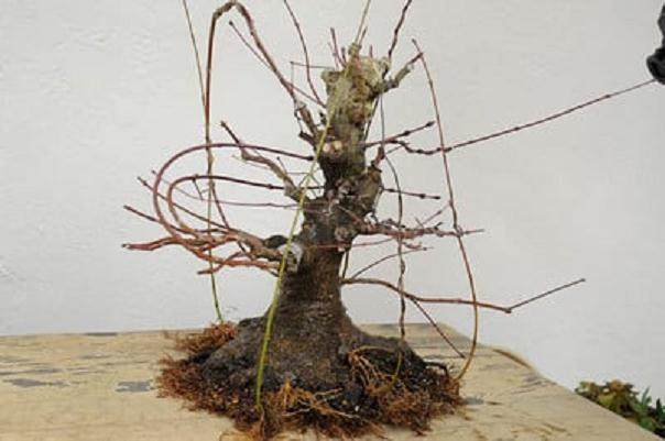 图解 日本枫树盆景怎么翻盘的14个过程