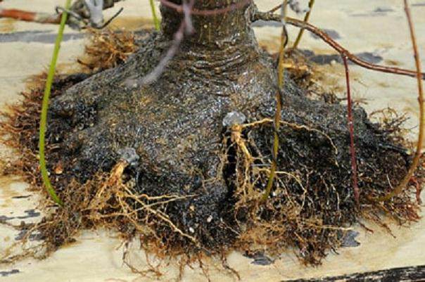 图解 日本枫树盆景怎么翻盘的14个过程