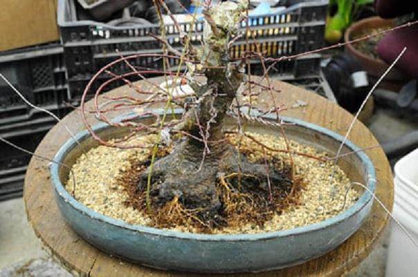 图解 日本枫树盆景怎么翻盘的14个过程