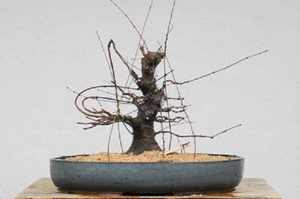 图解 日本枫树盆景怎么翻盘的14个过程