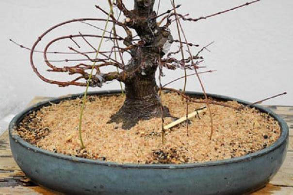 图解 日本枫树盆景怎么翻盘的14个过程