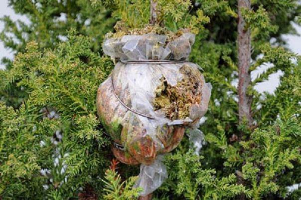 高压柳杉盆景怎么翻盘的方法