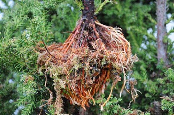 高压柳杉盆景怎么翻盘的方法