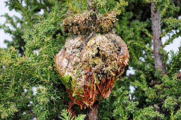 高压柳杉盆景怎么翻盘的方法