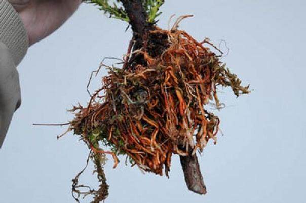 高压柳杉盆景怎么翻盘的方法