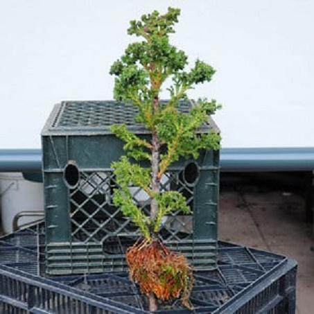 高压柳杉盆景怎么翻盘的方法