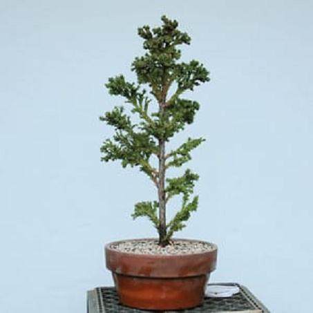 高压柳杉盆景怎么翻盘的方法