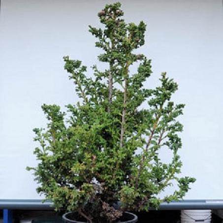 图解 如何高压日本柳杉盆景的方法