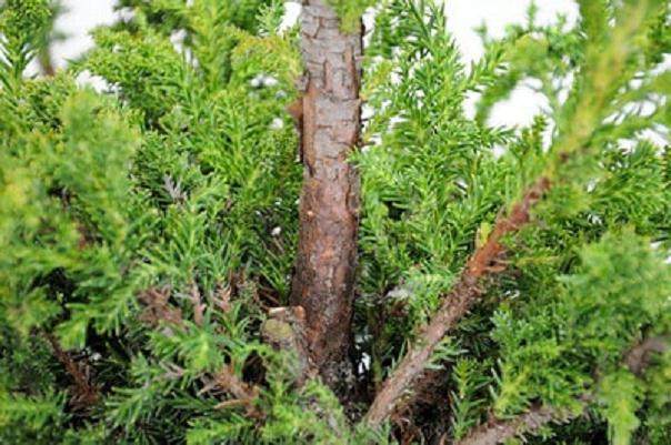 图解 如何高压日本柳杉盆景的方法