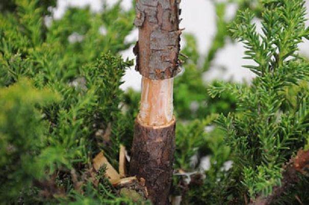 图解 如何高压日本柳杉盆景的方法