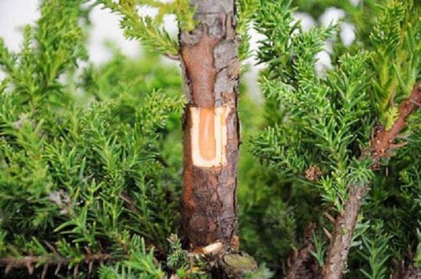 图解 如何高压日本柳杉盆景的方法