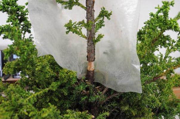 图解 如何高压日本柳杉盆景的方法