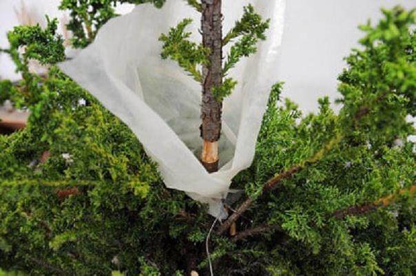 图解 如何高压日本柳杉盆景的方法