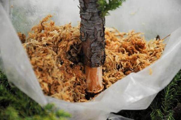 图解 如何高压日本柳杉盆景的方法