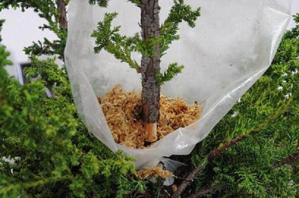 图解 如何高压日本柳杉盆景的方法