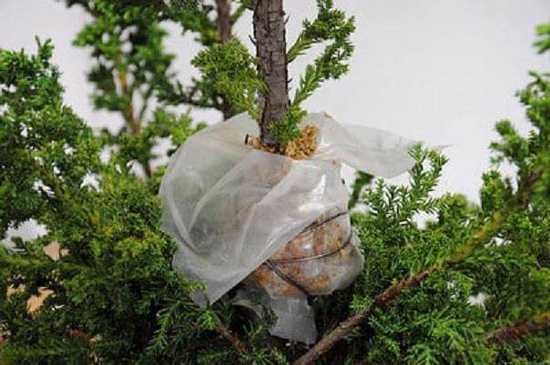 图解 如何高压日本柳杉盆景的方法