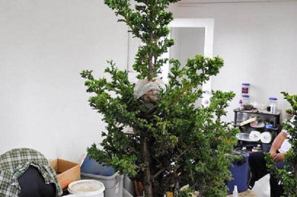 如何高压日本柳杉盆景的方法