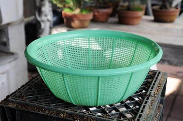 图解 发芽后如何移植的日本黑松盆景