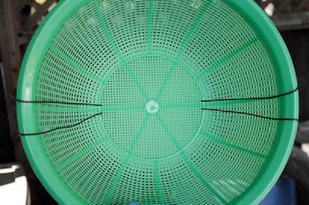 图解 发芽后如何移植的日本黑松盆景