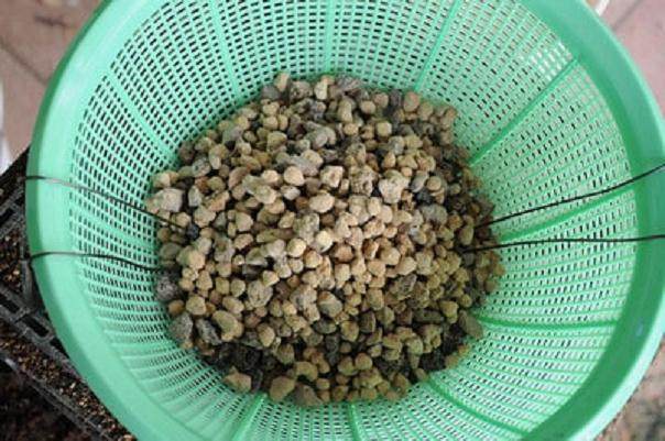 图解 发芽后如何移植的日本黑松盆景