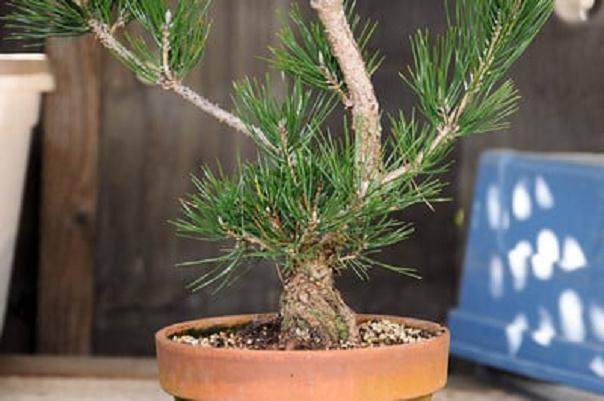 图解 发芽后如何移植的日本黑松盆景