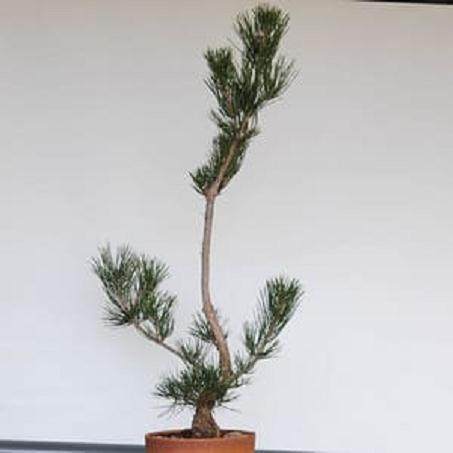 图解 发芽后如何移植的日本黑松盆景