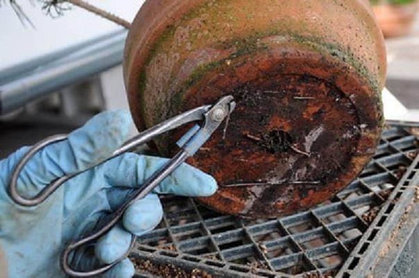 图解 发芽后如何移植的日本黑松盆景