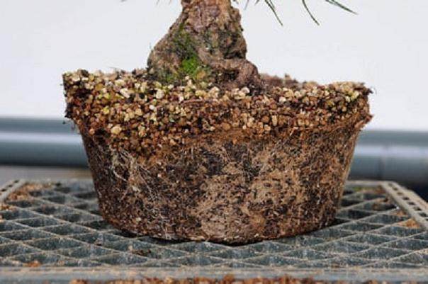 图解 发芽后如何移植的日本黑松盆景