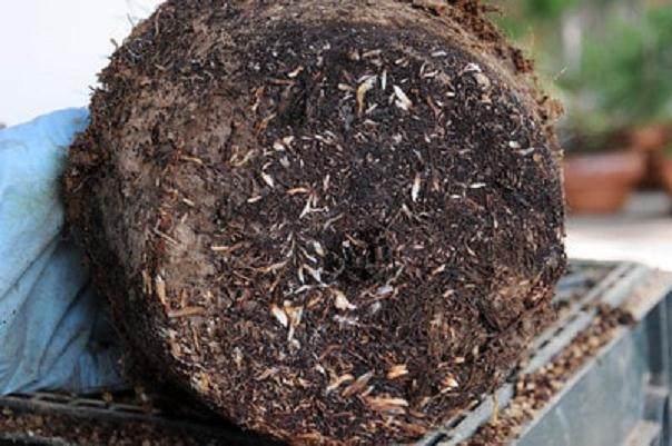 图解 发芽后如何移植的日本黑松盆景