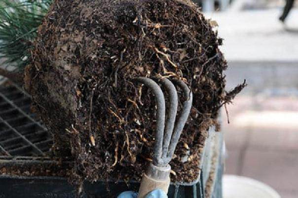 图解 发芽后如何移植的日本黑松盆景