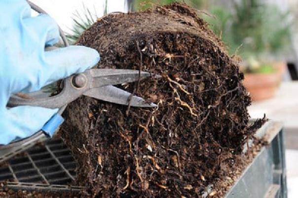 图解 发芽后如何移植的日本黑松盆景