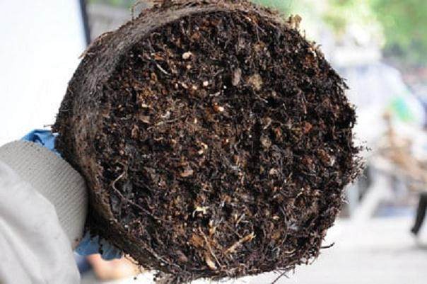 图解 发芽后如何移植的日本黑松盆景