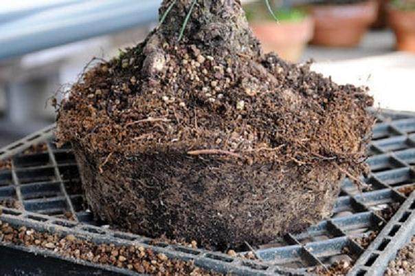 图解 发芽后如何移植的日本黑松盆景