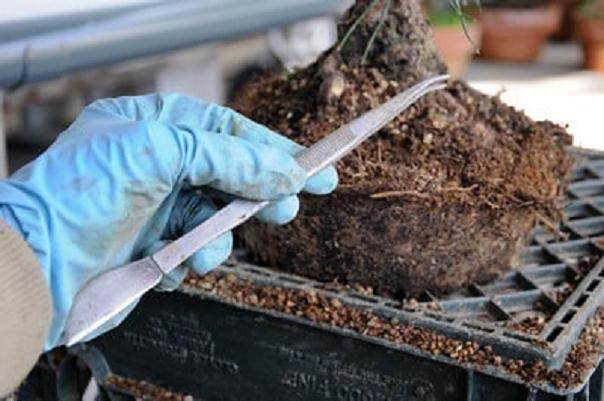 图解 发芽后如何移植的日本黑松盆景