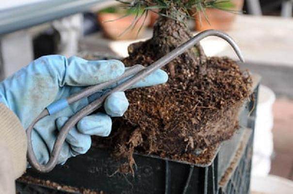 图解 发芽后如何移植的日本黑松盆景