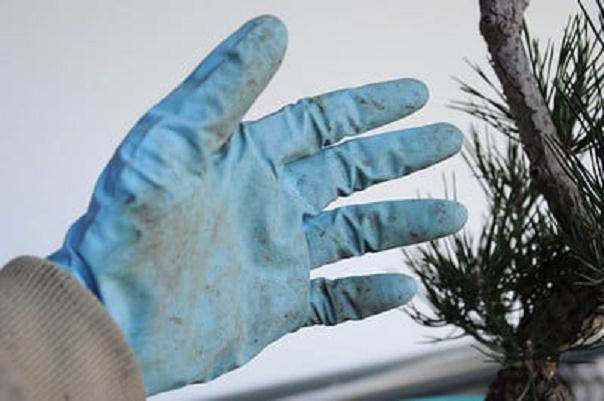 图解 发芽后如何移植的日本黑松盆景