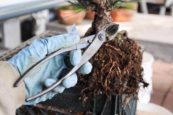 图解 黑松盆景怎么移植的过程