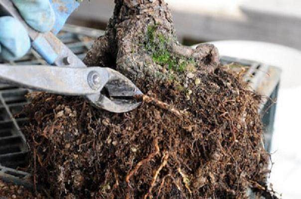 图解 黑松盆景怎么移植的过程