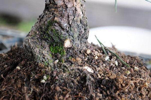 图解 黑松盆景怎么移植的过程