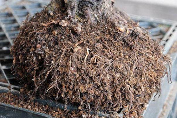 图解 黑松盆景怎么移植的过程