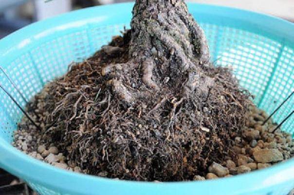 图解 黑松盆景怎么移植的过程