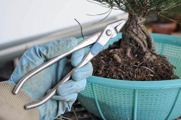 图解 黑松盆景怎么移植的过程