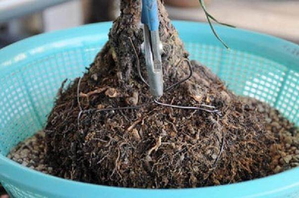 图解 黑松盆景怎么移植的过程