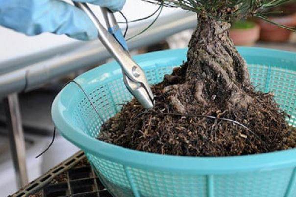 图解 黑松盆景怎么移植的过程