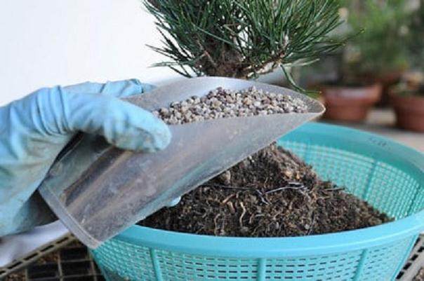 图解 黑松盆景怎么移植的过程