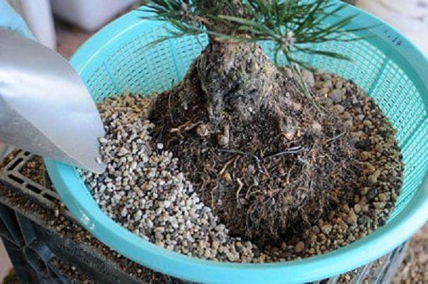 图解 黑松盆景怎么移植的过程