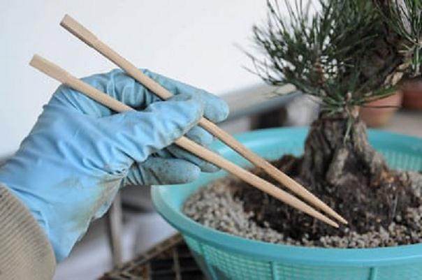 图解 黑松盆景怎么移植的过程