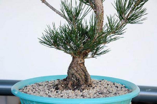 图解 黑松盆景怎么移植的过程